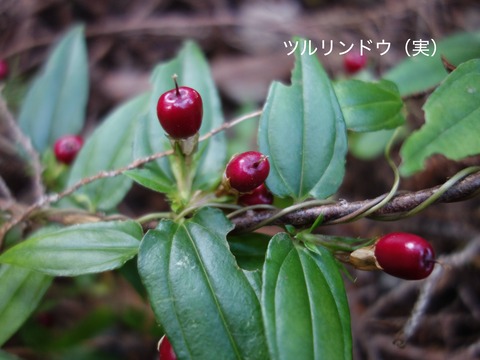 ツルリンドウ実
