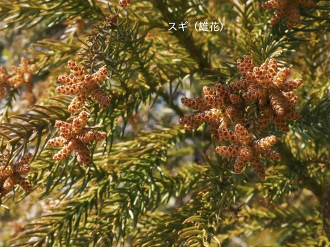 スギ（雄花）