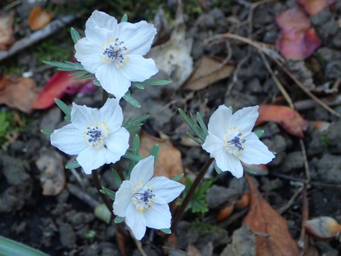 200413 セツブンソウ 昭島市