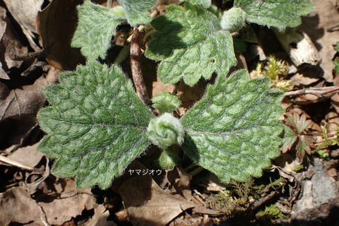 P4273085ﾔﾏｼﾞｵｳ