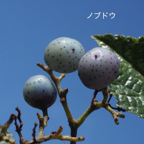 ノブドウ