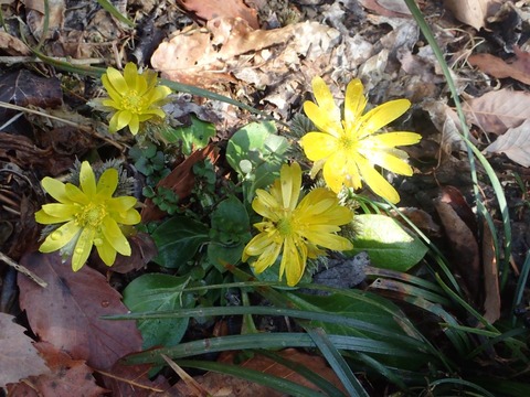 190202フクジュソウ 五日市深沢