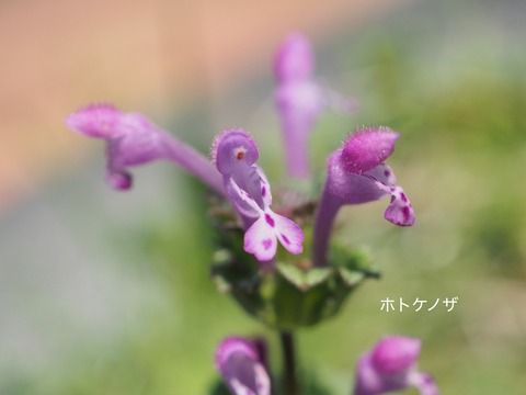 ホトケノザ