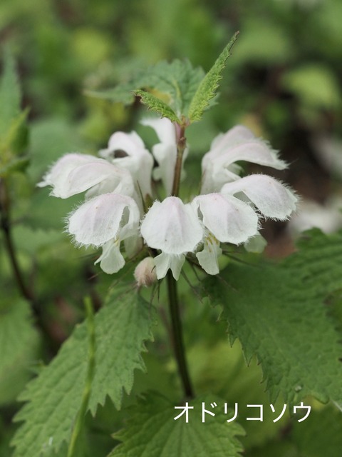 オドリコソウ