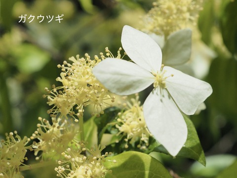 ガクウツギ