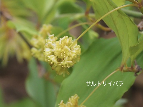 サルトリイバラ