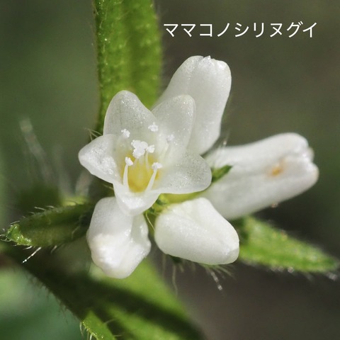 ママコノシリヌグイ