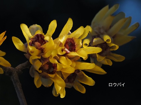 ロウバイ