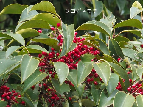 クロガネモチ