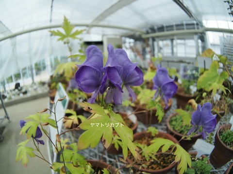 5ヤマトリカブト