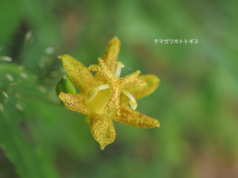 8タマガワホトトギス