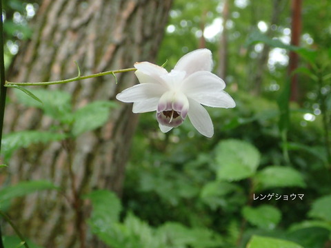 P8048462ﾚﾝｹﾞｼｮｳﾏ