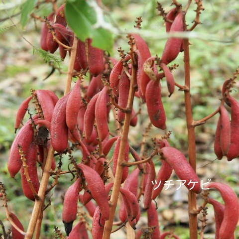 ツチアケビ