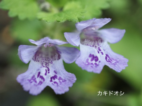 カキドオシ 2
