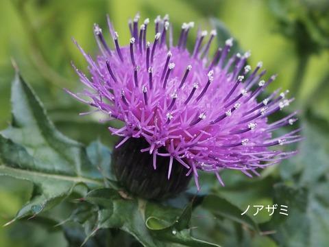 ノアザミ