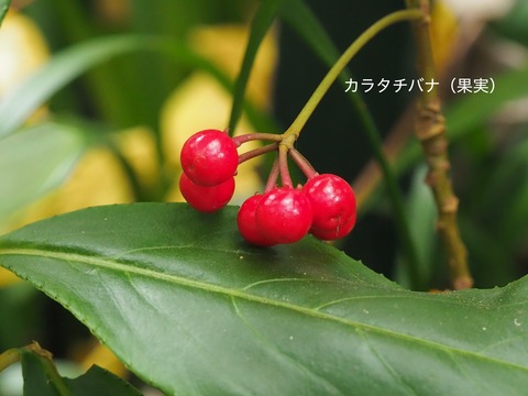 カラタチバナ（果実）