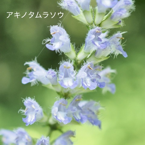 アキノタムラソウ