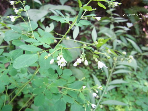 RIMG0002ﾏﾂｶｾﾞｿｳ