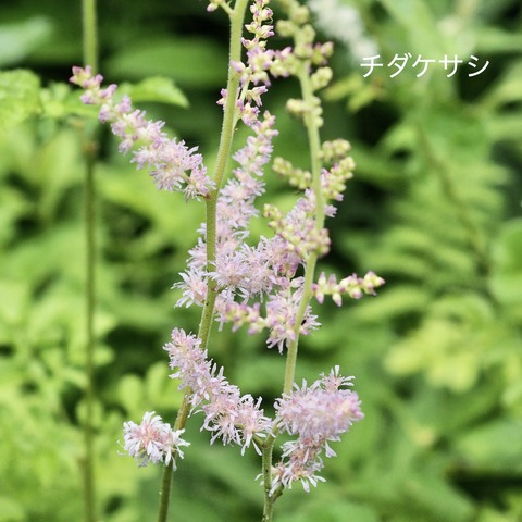 チダケサシ