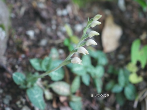 2ミヤマウズラ