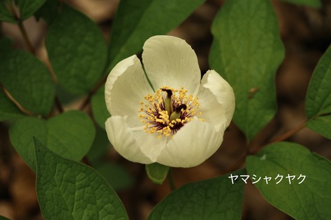 ヤマシャクヤク