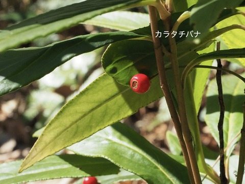 カラタチバナ