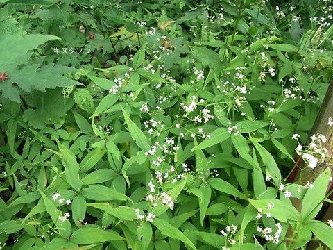 RIMG5328ｷﾇﾀｿｳ