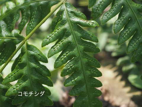 コモチシダ