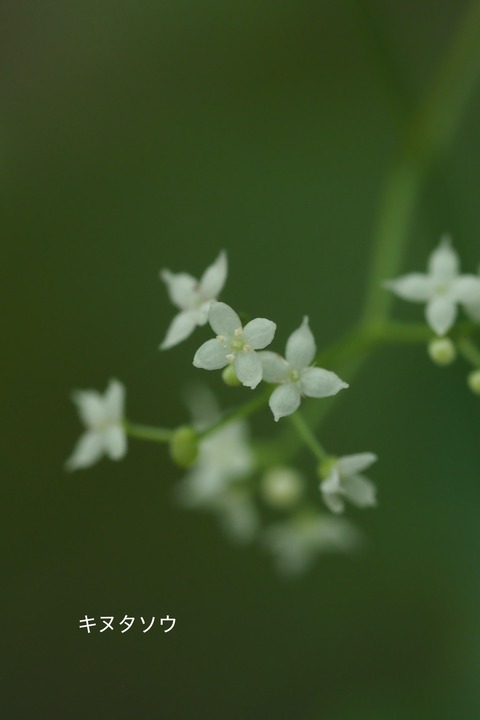 3キヌタソウ