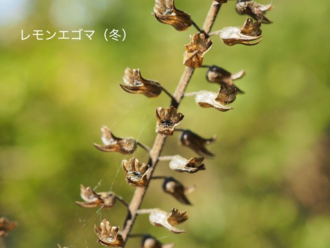 レモンエゴマ(冬)
