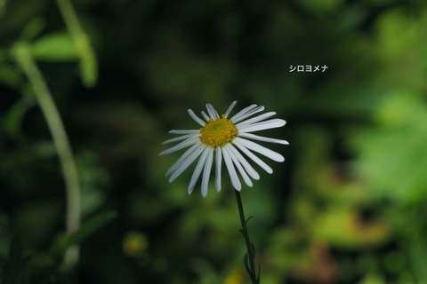 4シロヨメナ
