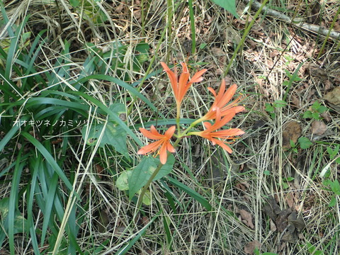 P8050188オオキツネノカミソリ