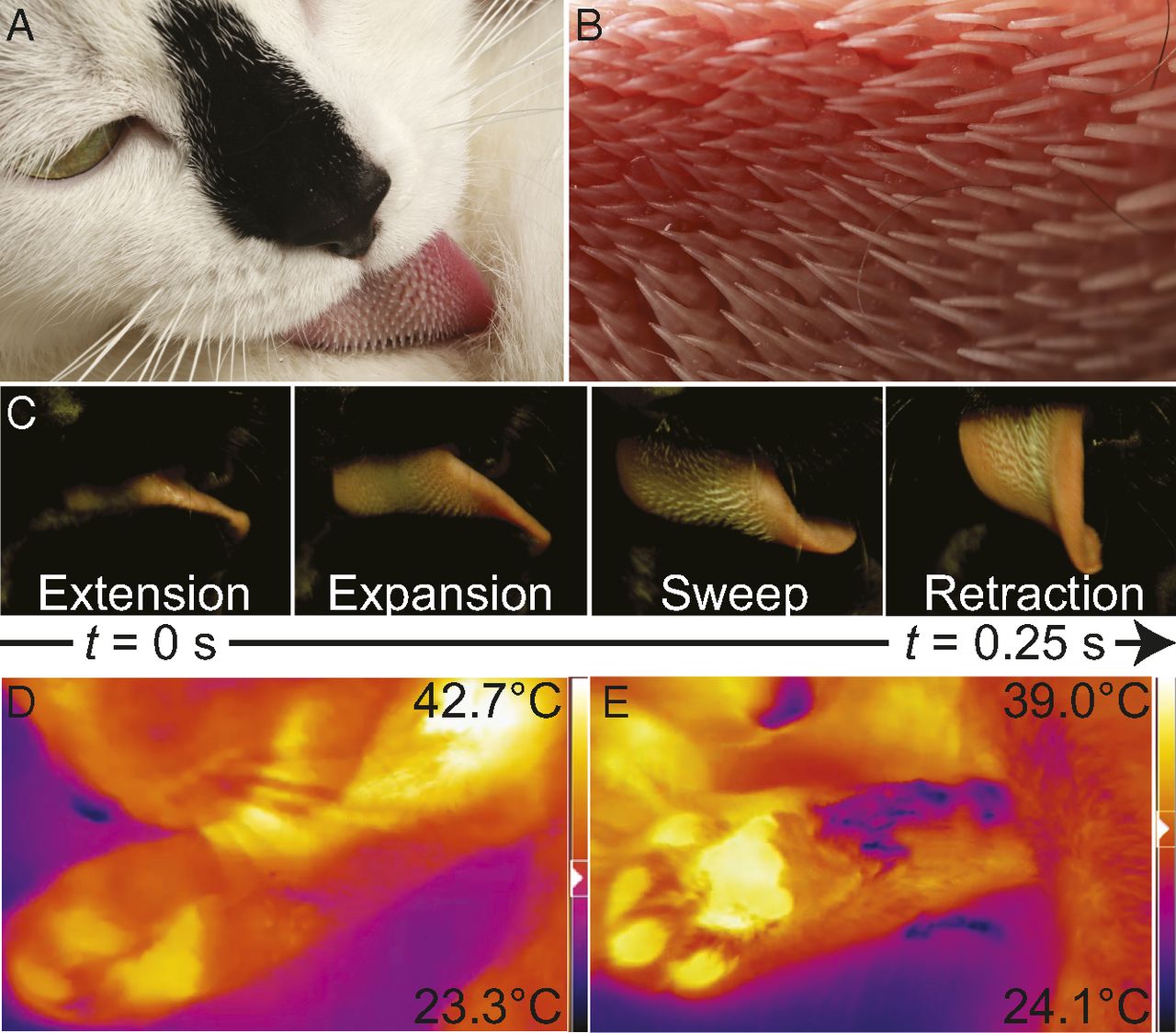 猫の舌は高性能ブラシ 教授のひとりごと