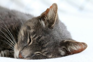 sandy-millar-z-kqScTRzqI-unsplash