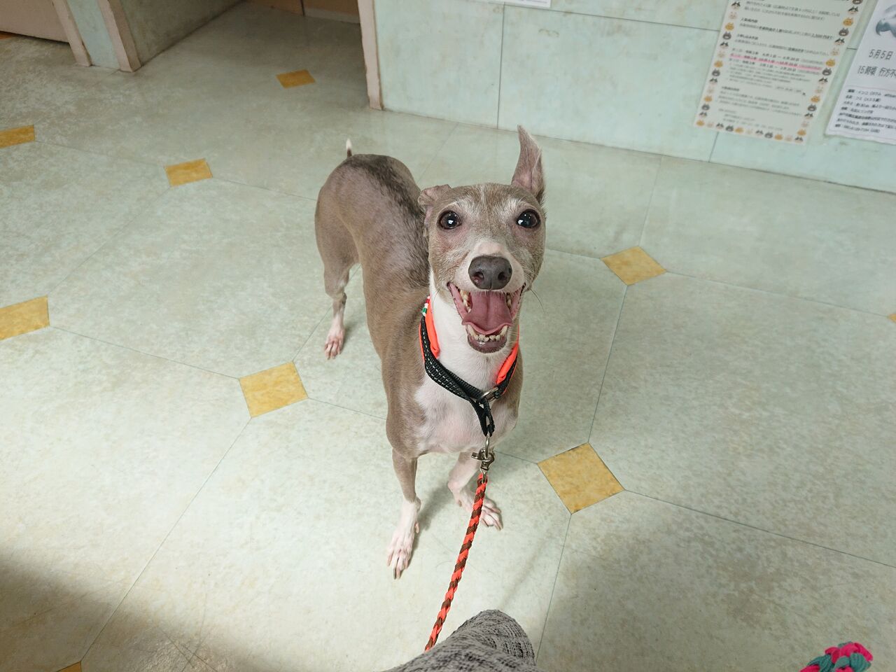 犬は首を二回咬むと殺しのプロ ペットの便利屋さん ミネルバ 犬は首を二回咬むと殺しのプロ ペットの便利屋さん ミネルバ