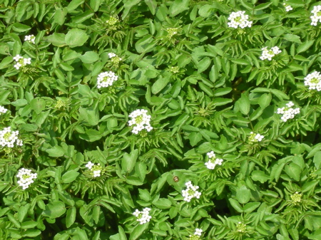 クレソンの花 Minglewood Garden