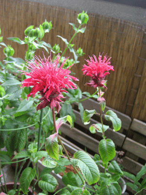 ベルガモット こびとはうす便り