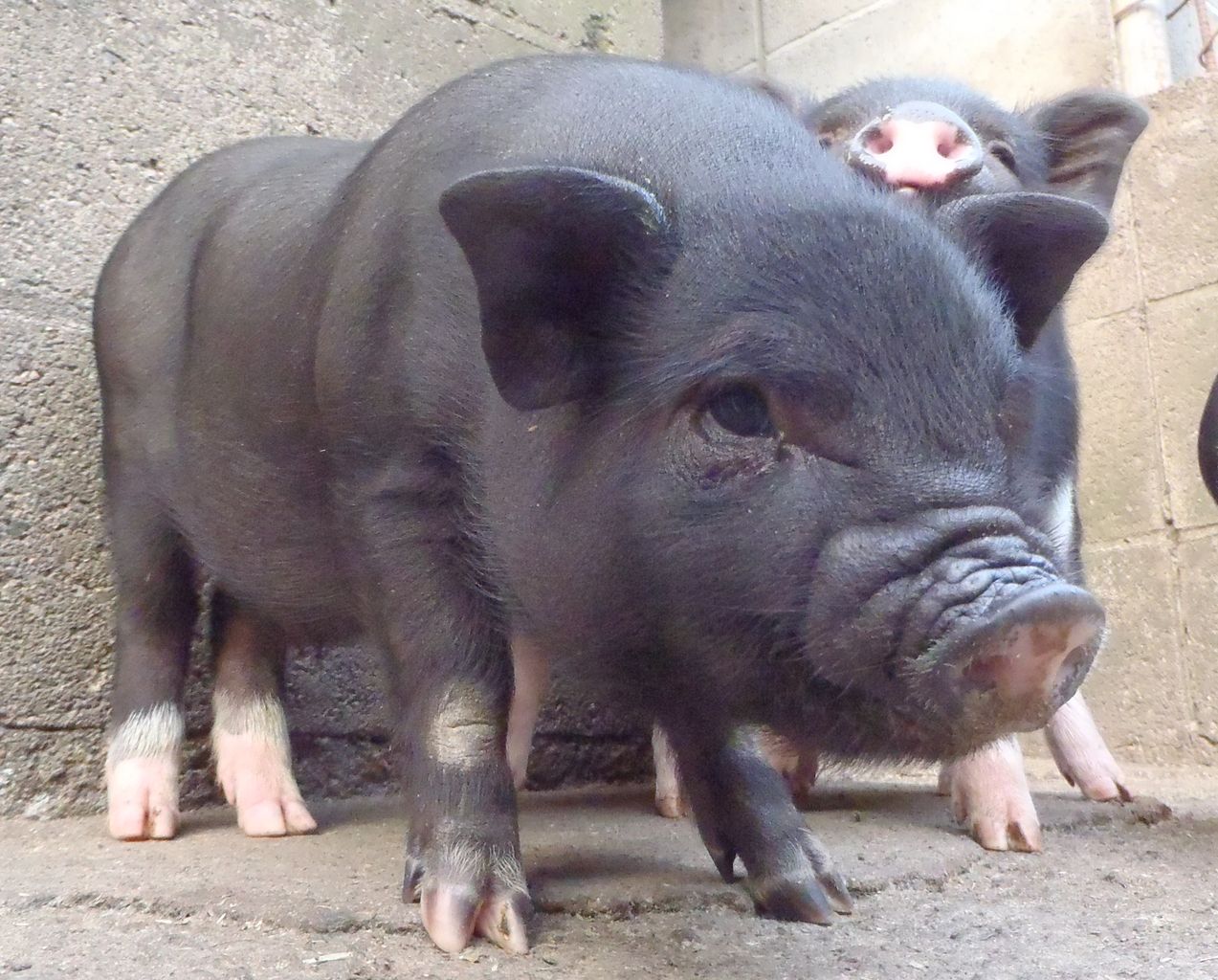 生まれたコブタ ミニブタ屋