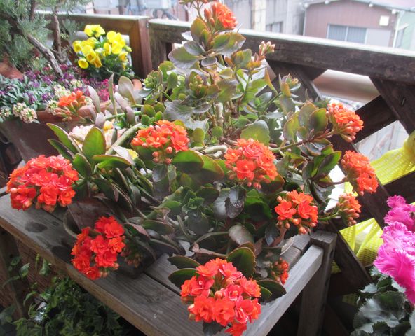 カランコエ 八重咲き 狭くても楽しくガーデニング アクアリウム