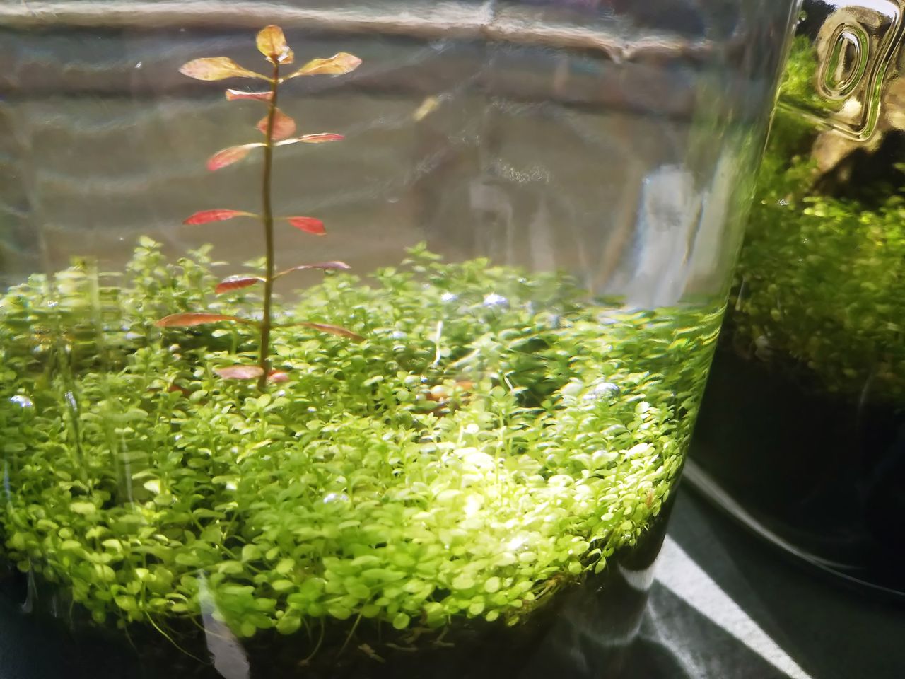 太陽のチカラ 狭くても楽しくガーデニング アクアリウム