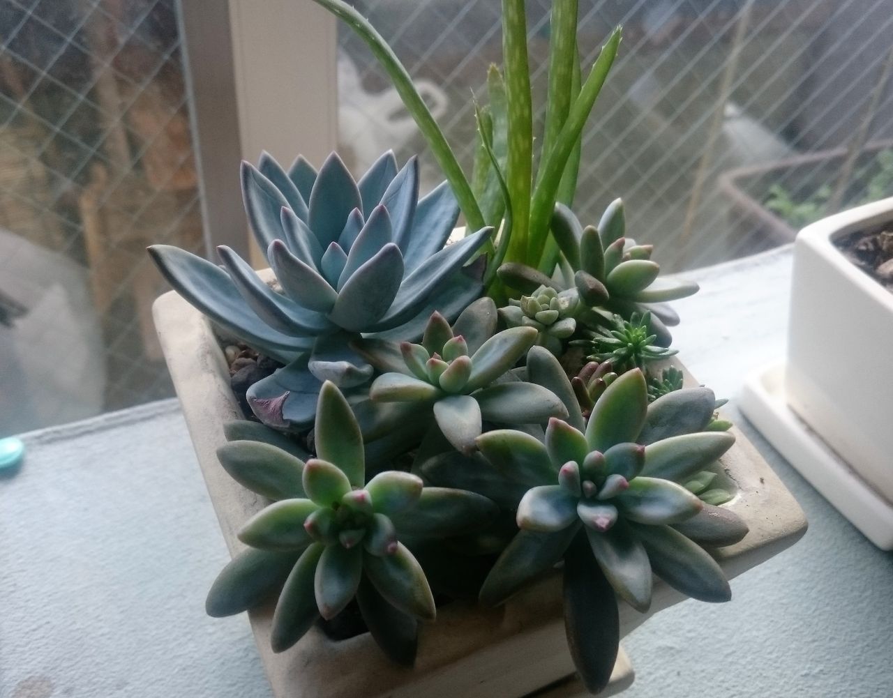 多肉の寄せ植え2 狭くても楽しくガーデニング アクアリウム 多肉の寄せ植え2 狭くても楽しくガーデニング アクアリウム