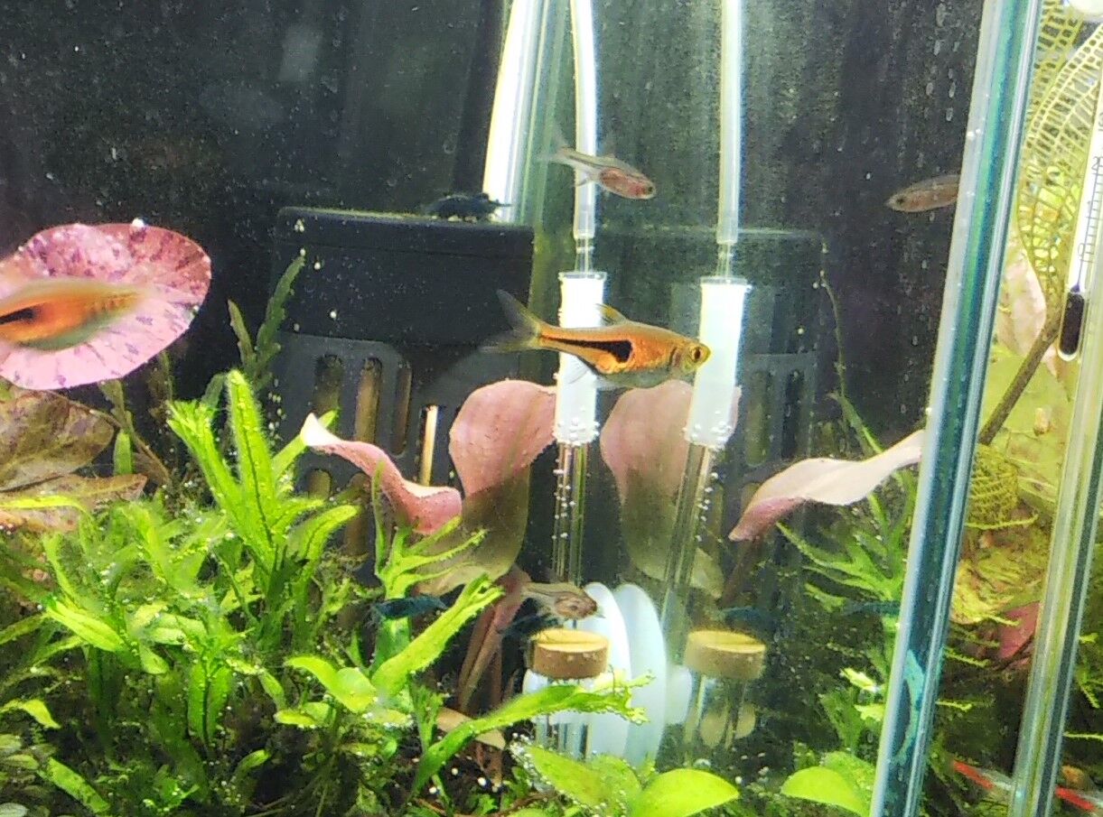 30センチ水槽 水草追加 タイガーロタスレッド ラゲナンドラとか 狭くても楽しくガーデニング アクアリウム