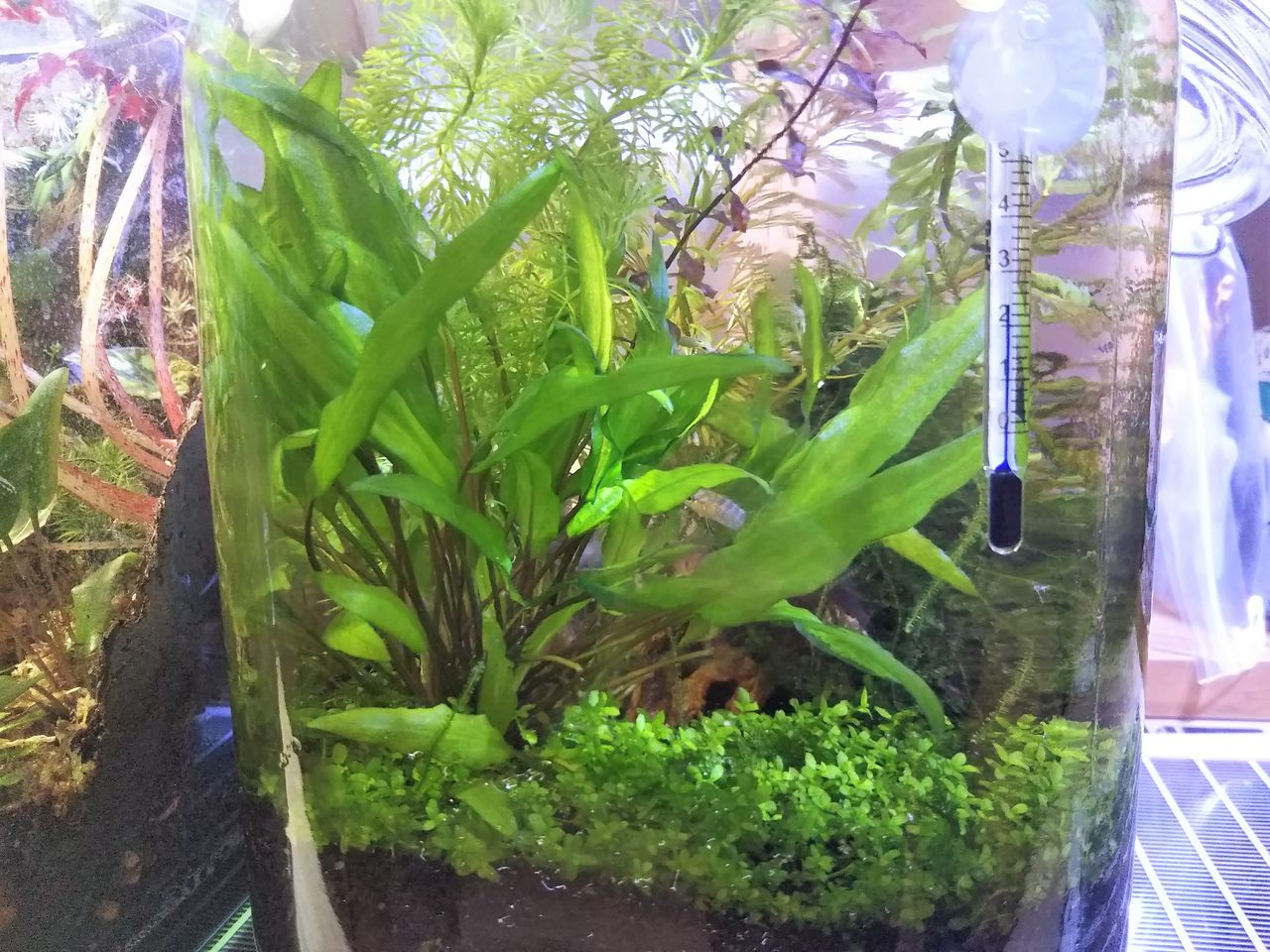 ボトルにもスカーレットジェム 狭くても楽しくガーデニング アクアリウム