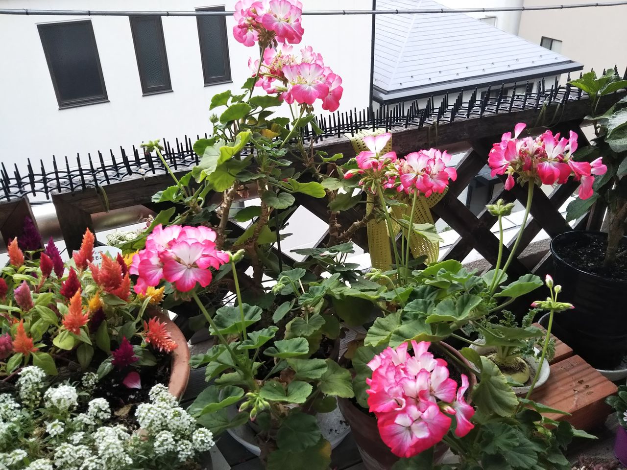 最近のベランダ ニチニチソウ ゼラニウム 狭くても楽しくガーデニング アクアリウム