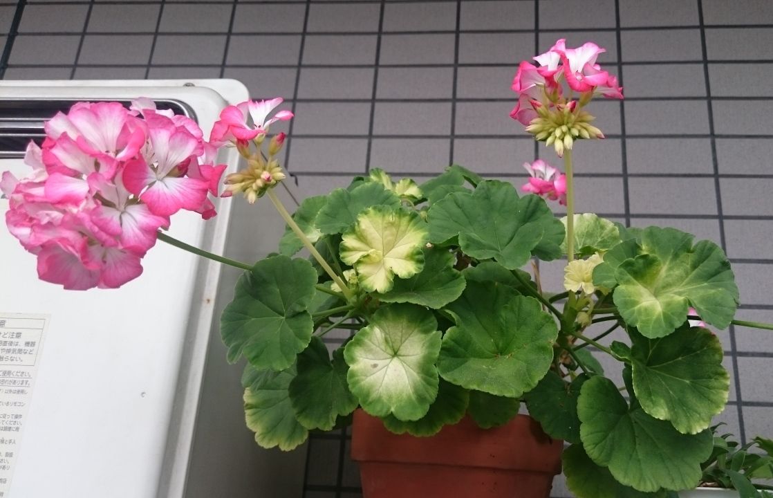 白化したゼラニウム 狭くても楽しくガーデニング アクアリウム 白化したゼラニウム 狭くても楽しくガーデニング アクアリウム
