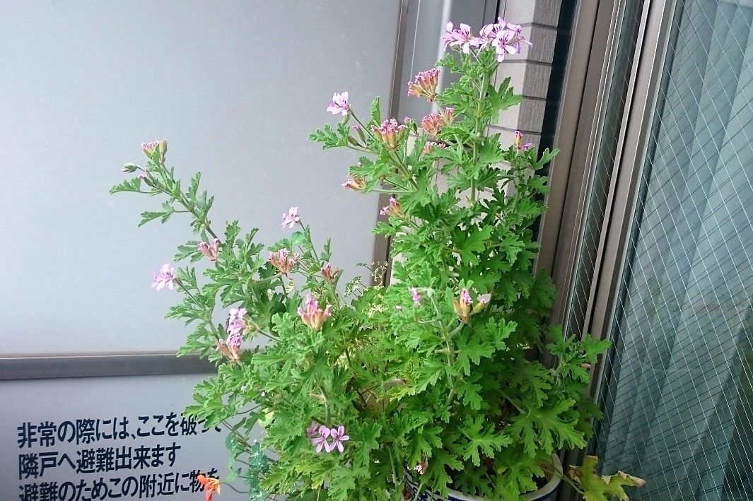 レモンローズゼラニウム 開花終了 狭くても楽しくガーデニング アクアリウム