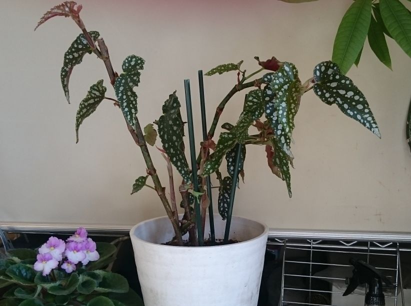 なかなか咲かない木立性ベゴニア 狭くても楽しくガーデニング アクアリウム