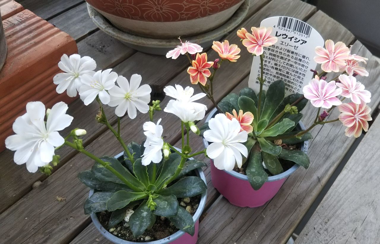 レウイシアを購入 狭くても楽しくガーデニング アクアリウム