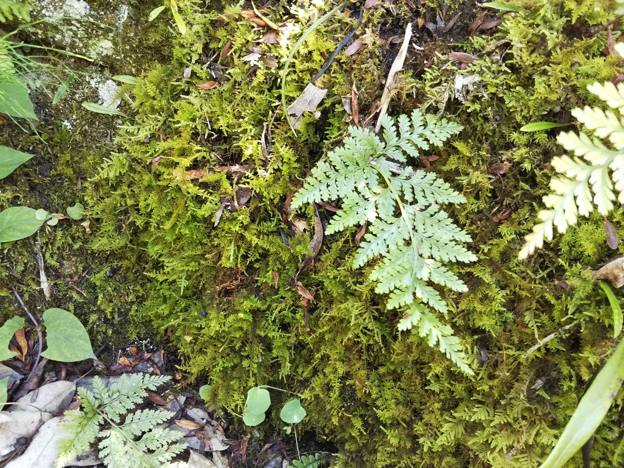 実家でいろいろ採取 狭くても楽しくガーデニング アクアリウム