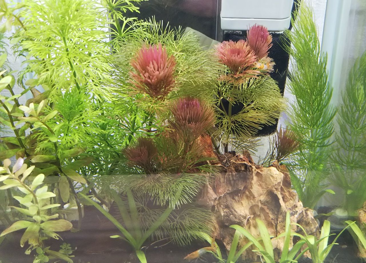 水槽増殖中 水草とルリ シュリンプ 狭くても楽しくガーデニング アクアリウム